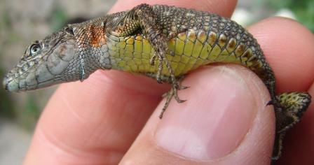 Algyroides nigropunctatus